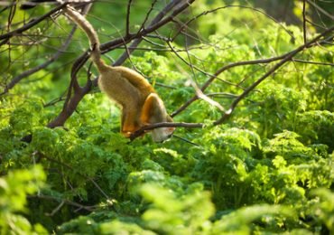 Affe bei einer Peru Rundreise un Baden