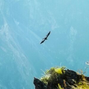 Condor Andino- Peru