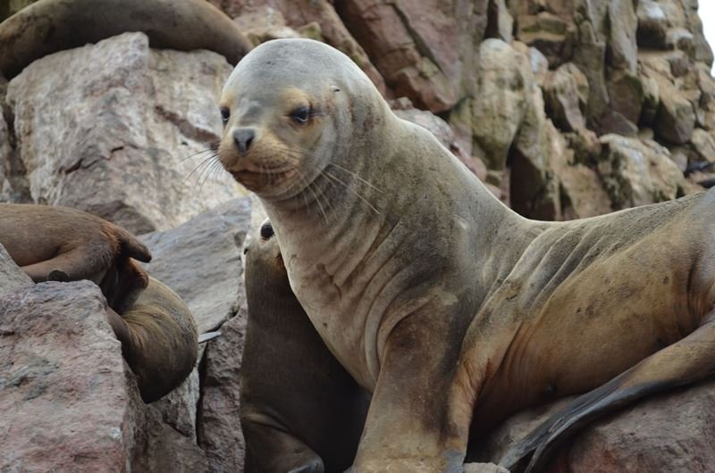 3 Wochen Peru Explorer Rundreise