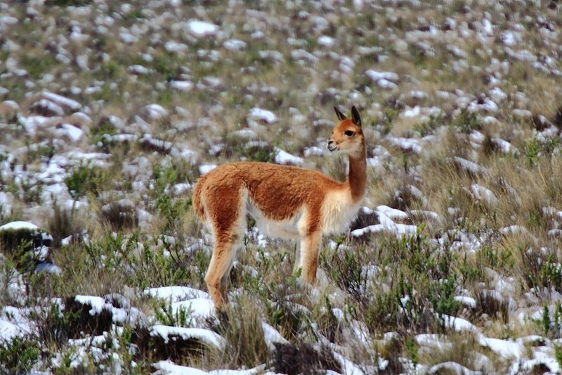 3 Wochen Peru Explorer Rundreise