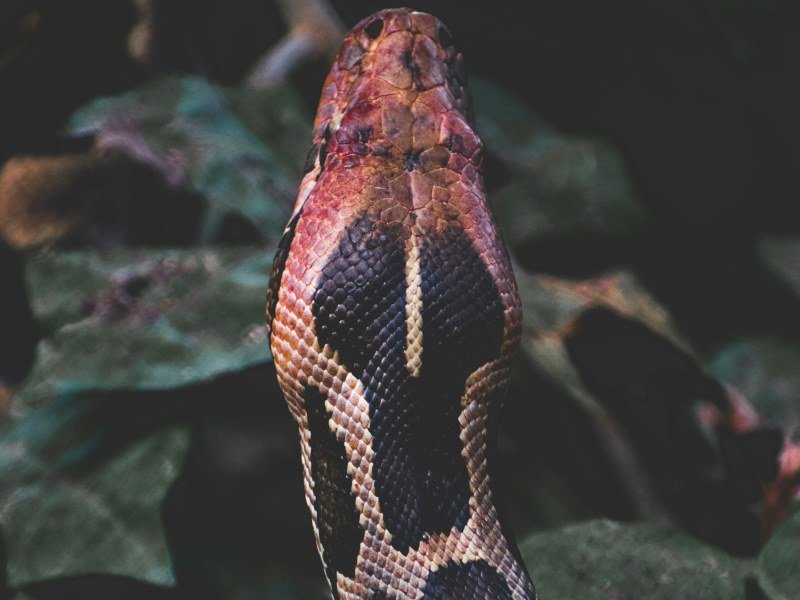 Anakonda - Peru Individual