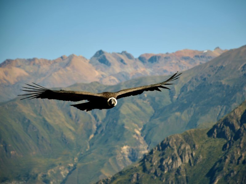 Colca Canyon Chivay Peru - Peru Individual