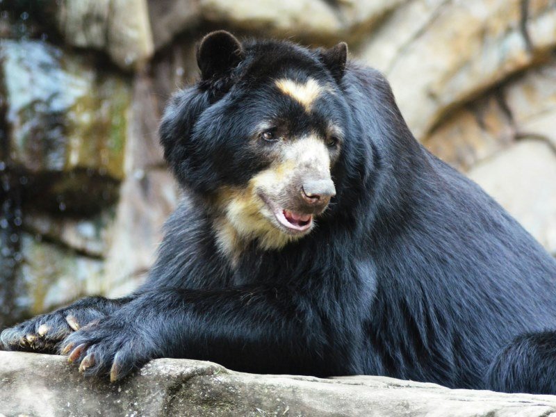 Der Brillenbaer - Peru Individual