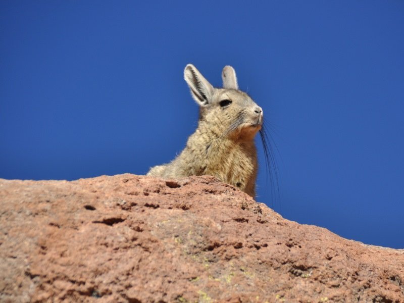 Der Chinchilla - Peru Individual