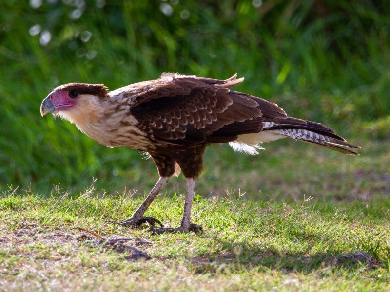 Der Karakara - Peru Individual