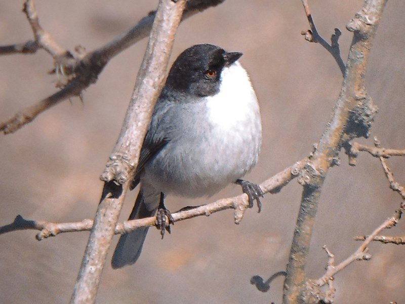 Der Uferwipper - Peru Individual