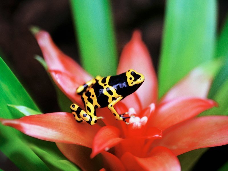 Farbenfrohe 2 - Peru Individual