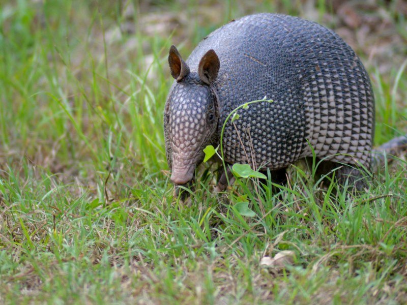 Guerteltiere 2 - Peru Individual