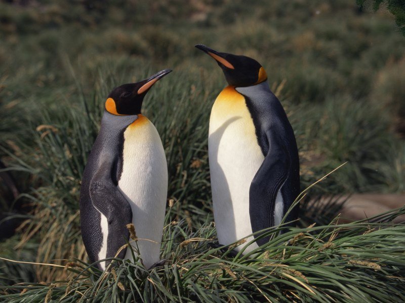 Humboldt Pinguine - Peru Individual