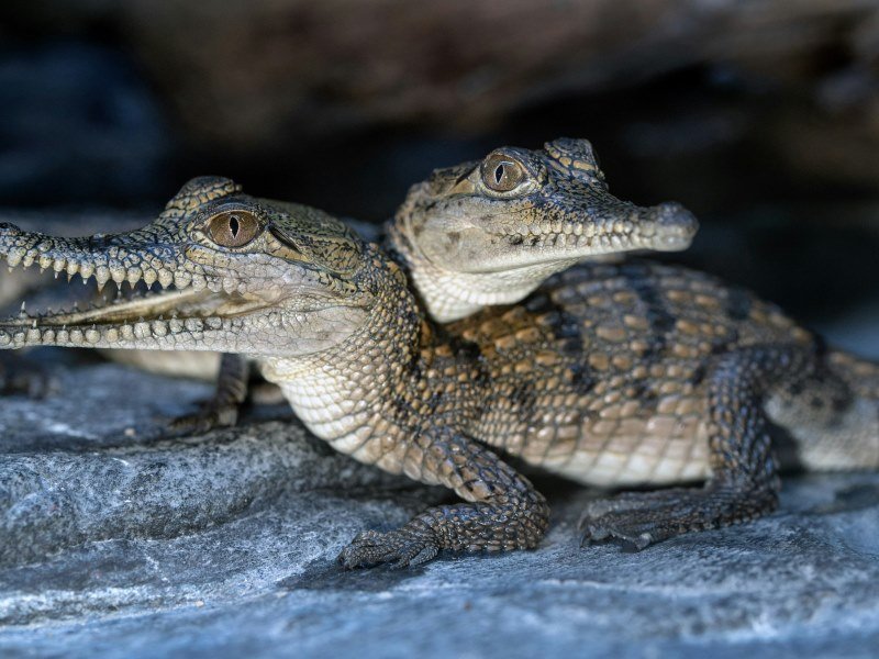 Kaimane - Peru Individual