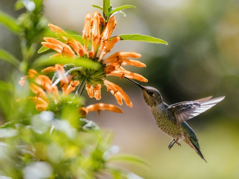 Kolibries - Peru Individual