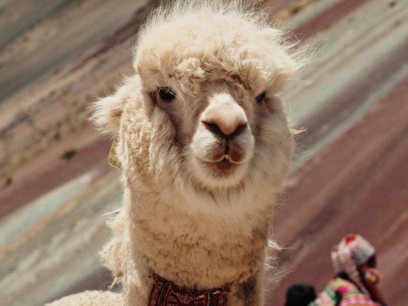 Lamas - Peru Individual