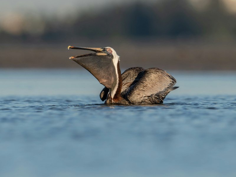 Pelikane - Peru Individual