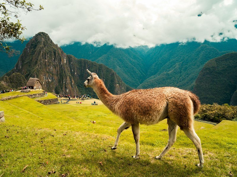 Peru Tiere und Lebensräume: Vielfalt der Anden und des Amazonas 1 Peru Alpaka 1 - Peru Individual