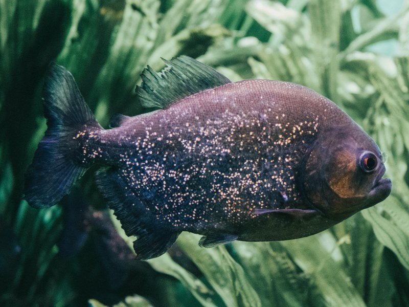 Piranhas - Peru Individual