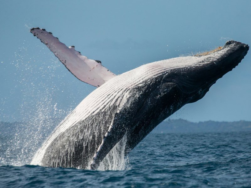 Wale - Peru Individual