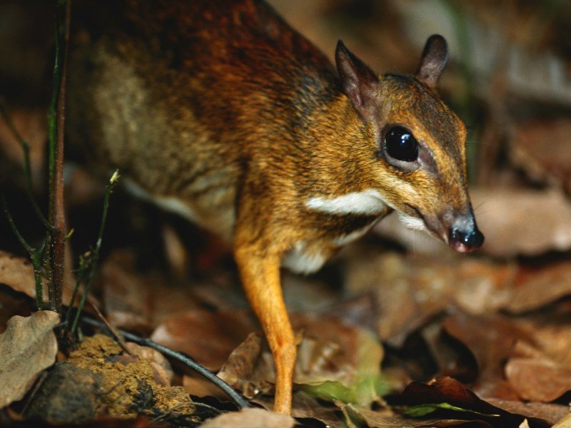 der Pudu - Peru Individual