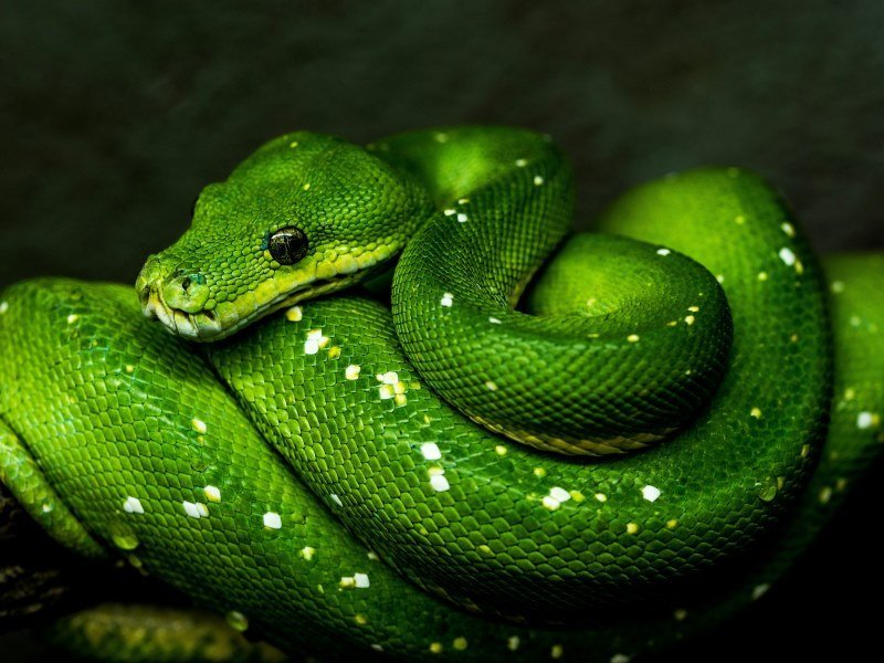 snake 1 - Peru Individual